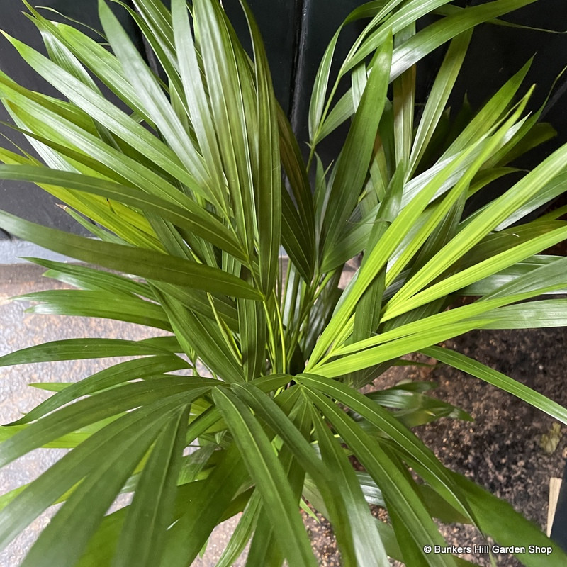 Dypsis lutescens (Areca Palm)