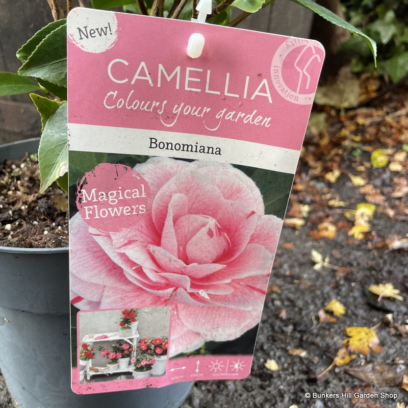 Camellia 'Bonomiana' 3ltr