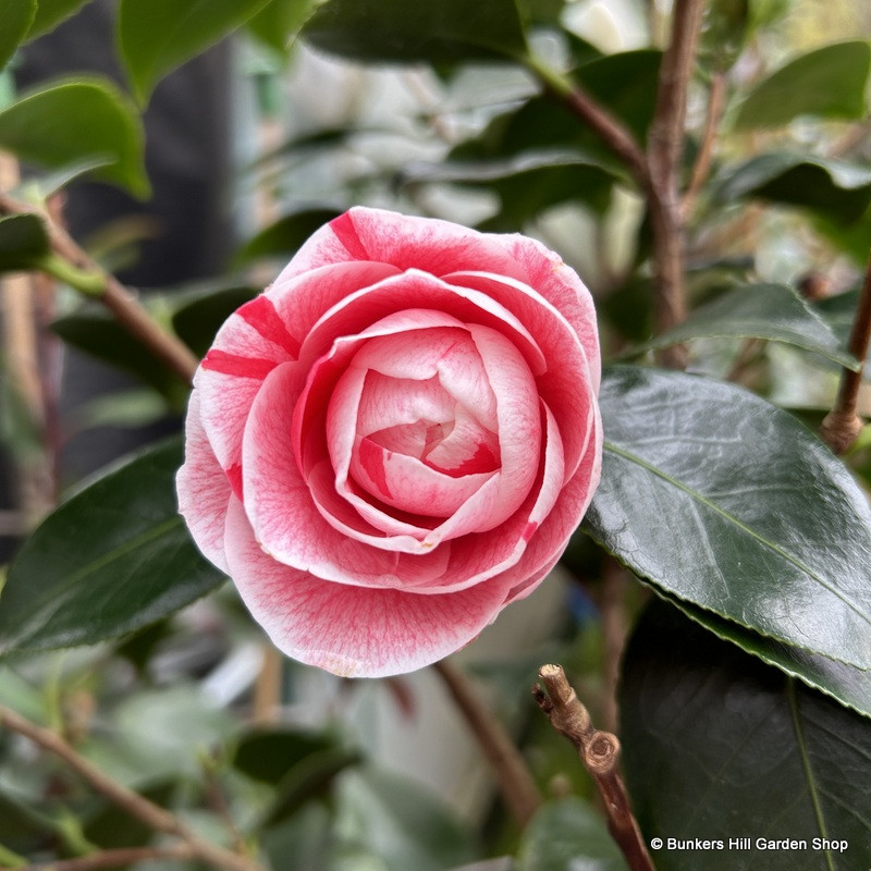Camellia 'Bonomiana' (10ltr)