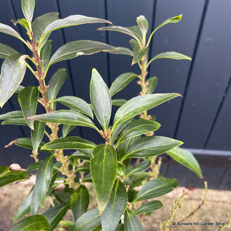 Forsythia x intermedia 'Nimbus' - 5L