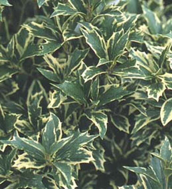 Osmanthus heterophyllus 'Variegatus' - 3ltr