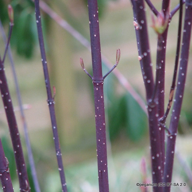 25 x Cornus alba 'Kesselringii (Purple Stemmed Dogwood) 60-90cm bare root (bundle)