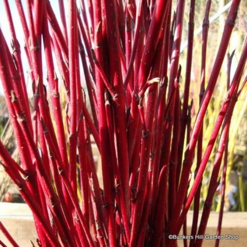 25 x Cornus alba 'Siberica' (Westonbirt Dogwood) 60-90cm bare root (bundle)