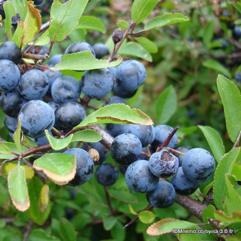 25 x Prunus spinosa (Blackthorn) 40-60cm bare root (bundle)