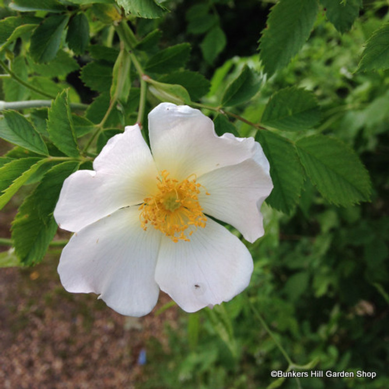 25 x Rosa rugosa 'Alba' (White Hedgehog Rose) 60-80cm bare root (bundle)