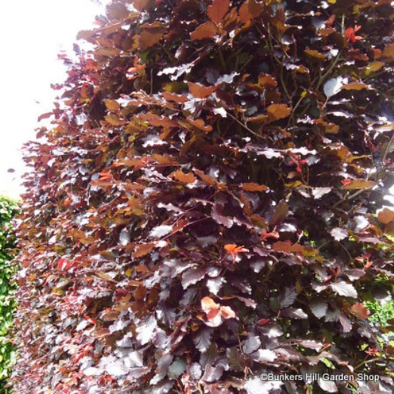 25 x Fagus sylvatica 'Atropurpurea' (Purple Beech) 60-80cm bare root (bundle)