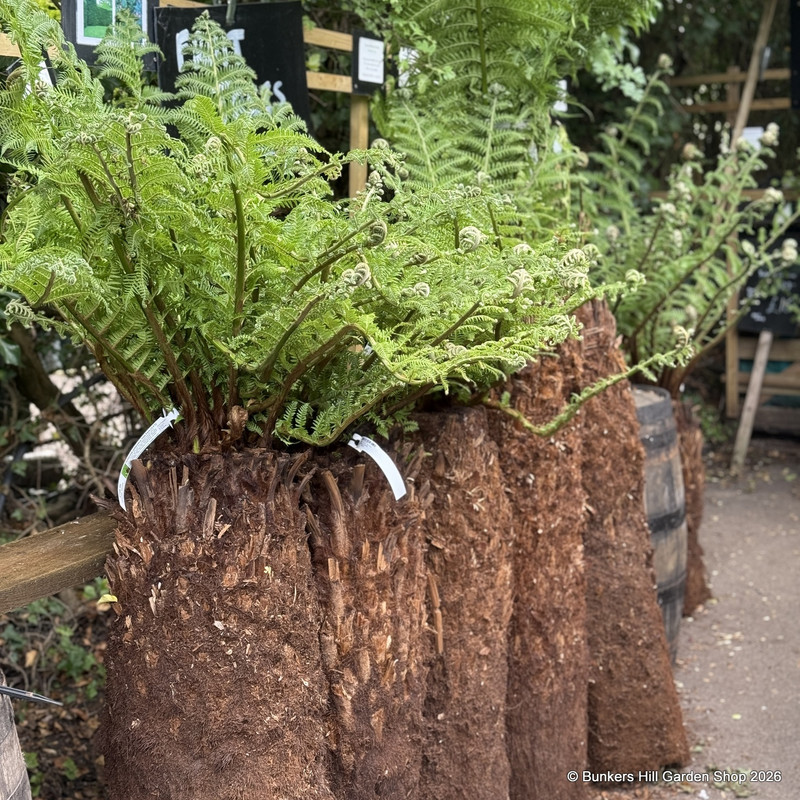 3ft - 3ft 4" Premium Tree Fern - Dicksonia antarctica