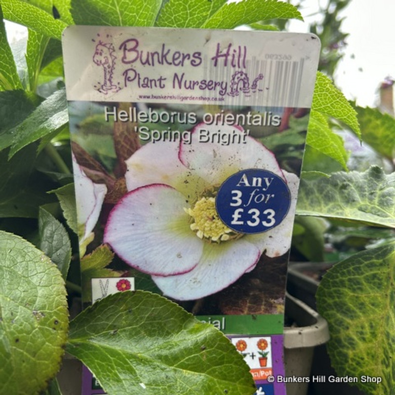 Helleborus 'Spring Bright' (Hellebore) - 3ltr