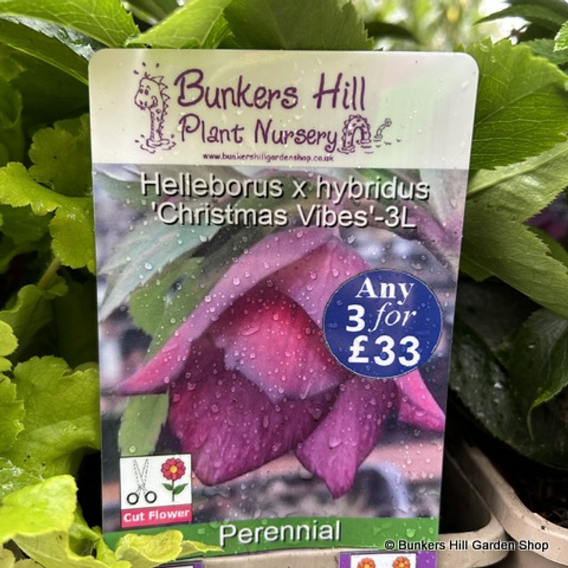 Helleborus hybridus ‘Christmas Vibes’ - 3ltr
