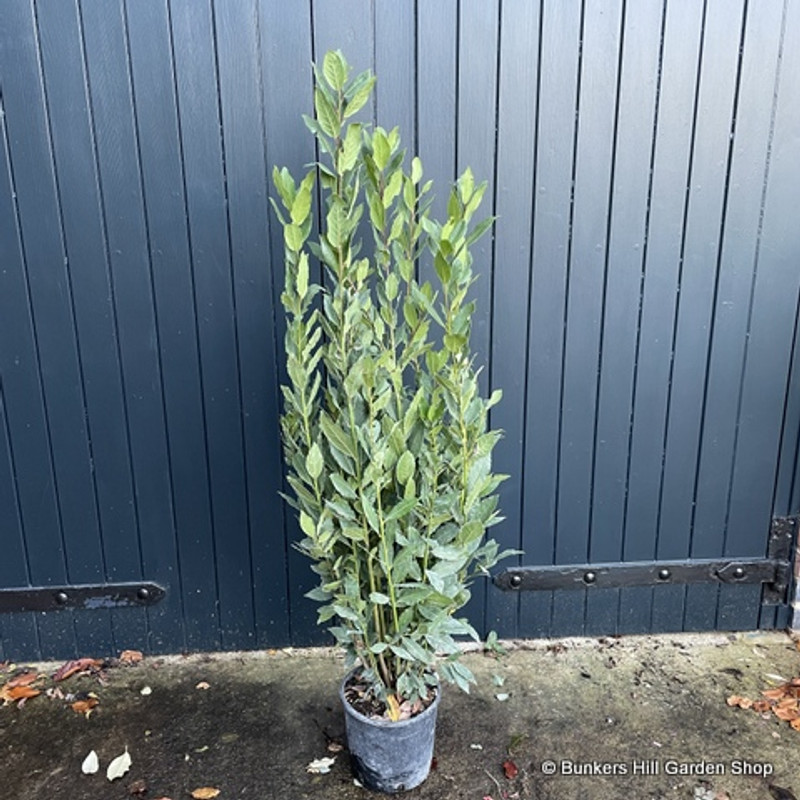 Laurus nob. Bush 130-150cm