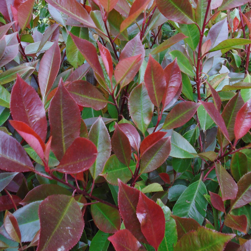 Photinia serr. 'Red Robin' bush 80-100cm