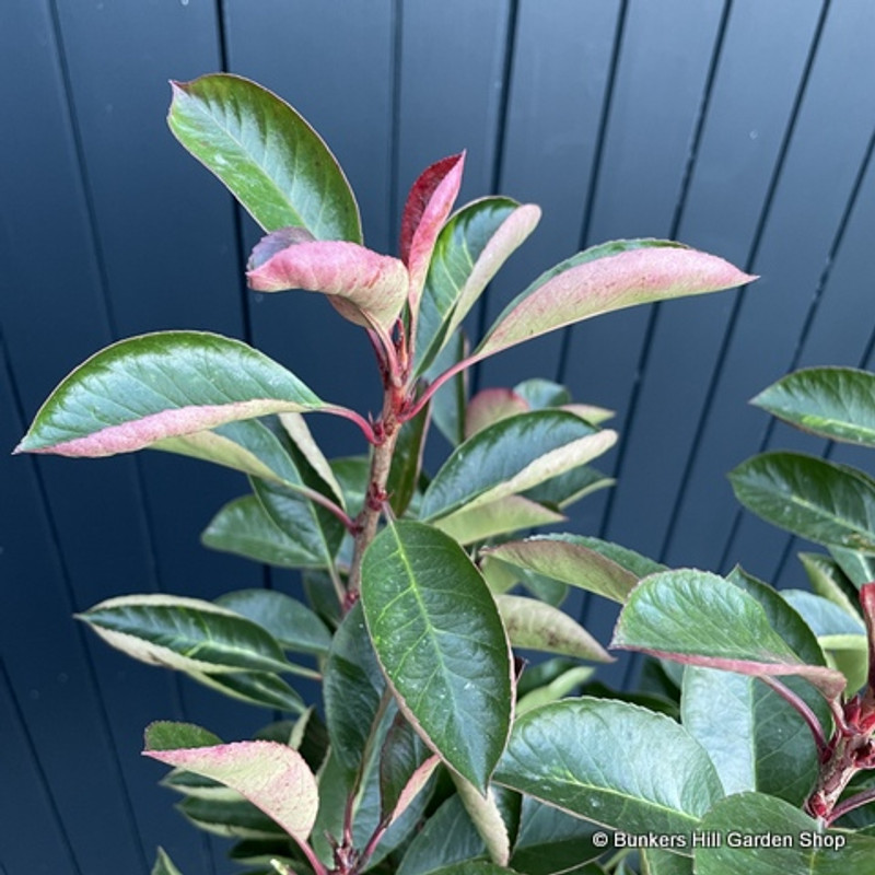 Photinia serr. 'Corallo' 1/4 Stem