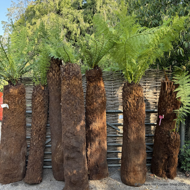 6ft - 6ft 6" Premium Tree Fern - Dicksonia antarctica