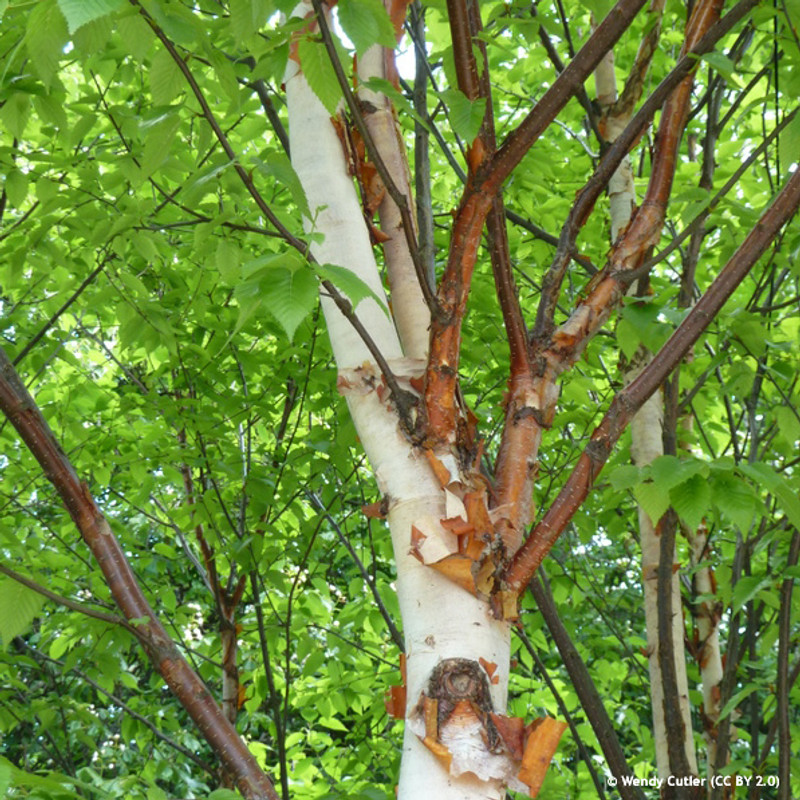 Betula albosinensis 'Fascination' - 8/10cm