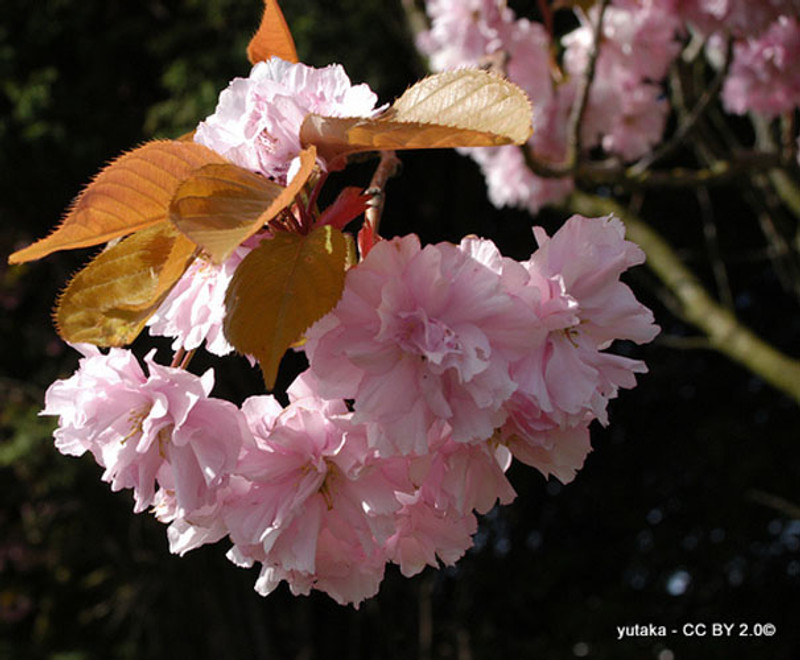 Prunus 'Beni Yutaka' -(Flowering Cherry) - 10/12cm