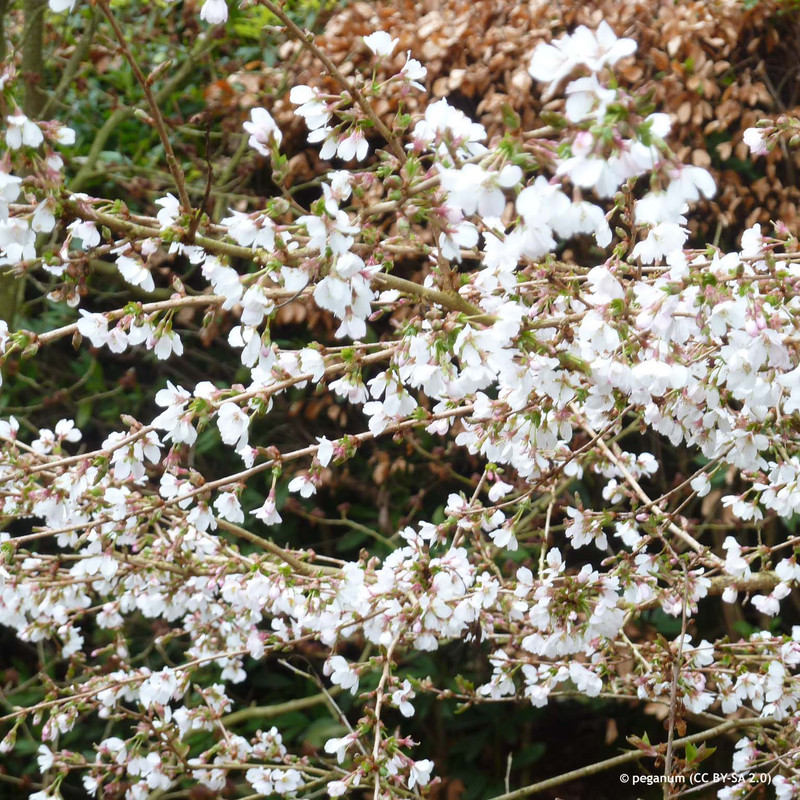 Prunus x subhirtella 'Autumnalis' (Flowering Cherry) - 10/12cm