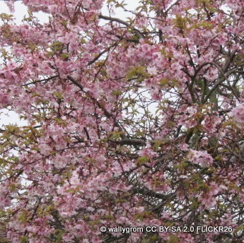 Prunus x subhirtella 'Autumnalis' (Flowering Cherry) BAREROOT