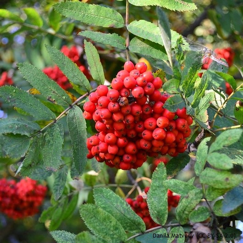 10 x Sorbus aucuparia (Rowan) 40-60cm bareroot (bundle)