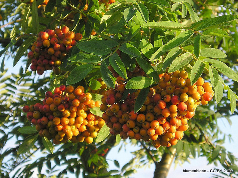 Sorbus aucuparia (Rowan) - 8/10cm