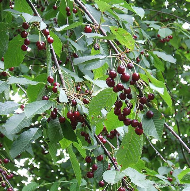 1 x Prunus avium (Wild Cherry) 40-60cm (2yr)