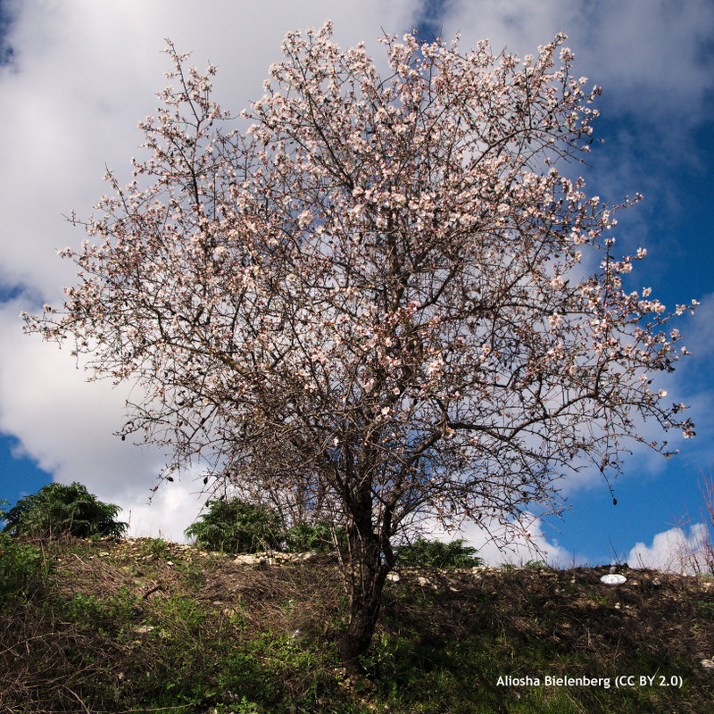 Prunus x persicoides (Almond) 'Ingrid'