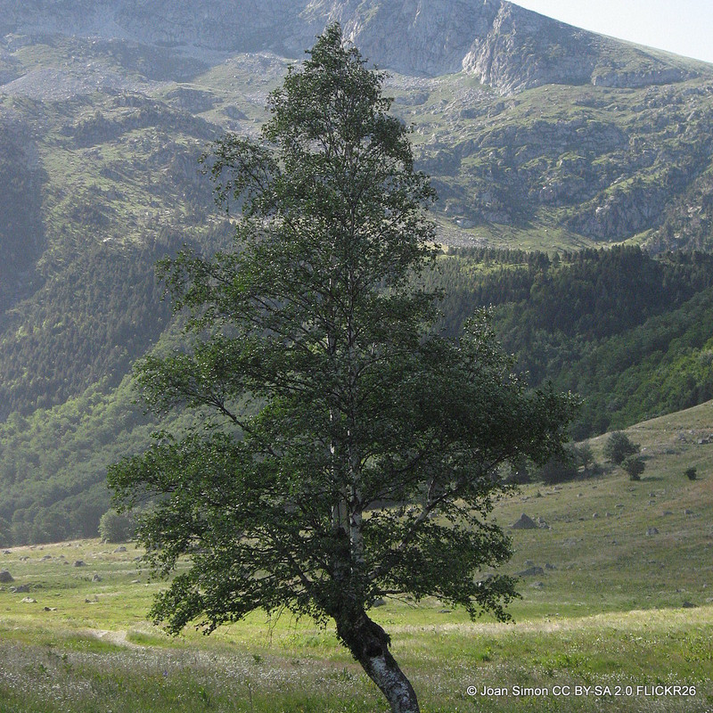Betula pubescens BAREROOT