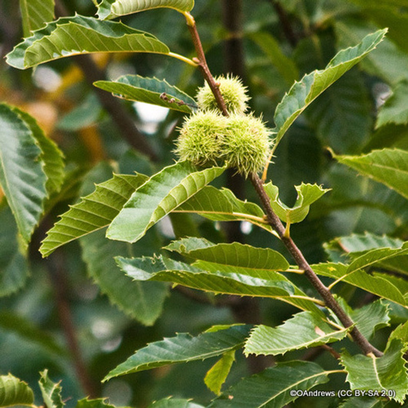 Castanea sativa (Sweet Chestnut) - 200/250cm