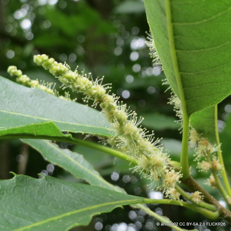 Castanea sativa (Sweet Chestnut) BAREROOT