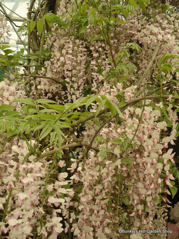 Wisteria floribunda Kuchi-beni (Lipstick) 2L