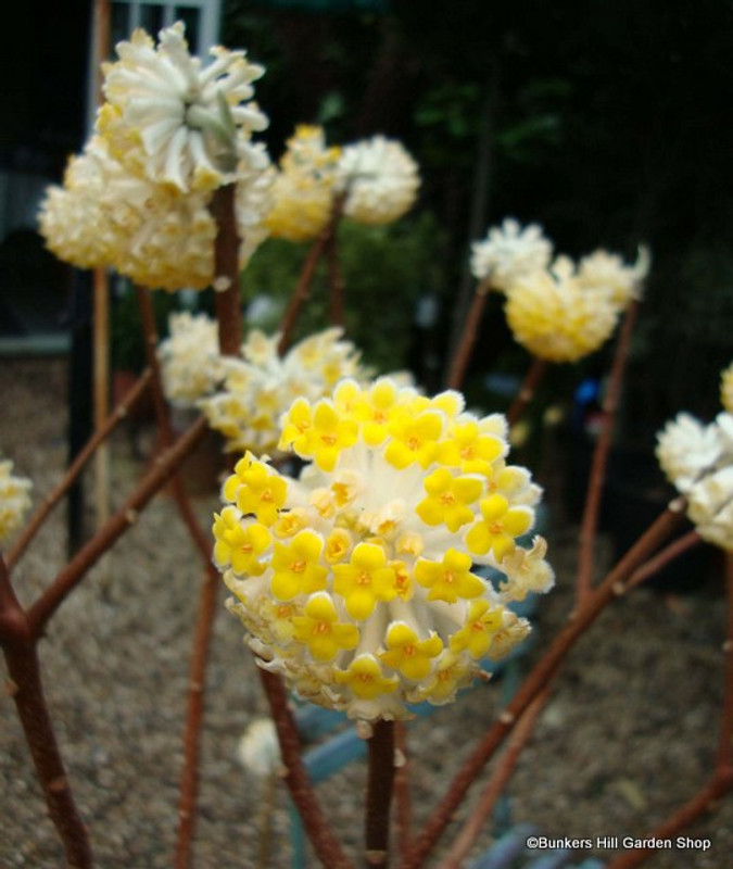 Edgeworthia chrysantha (p19)