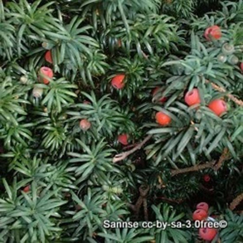 Taxus baccata ball  40-45cm