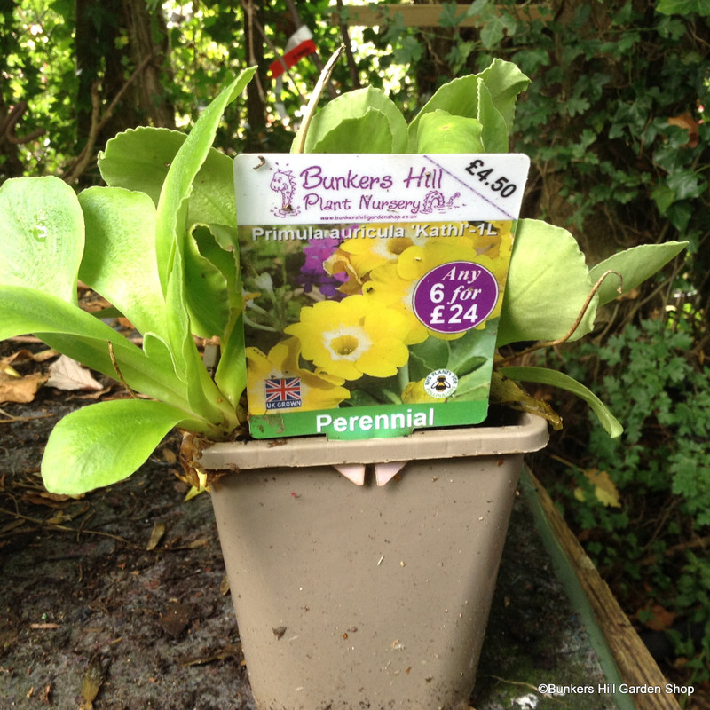 Primula auricula 'Kathl'-1L