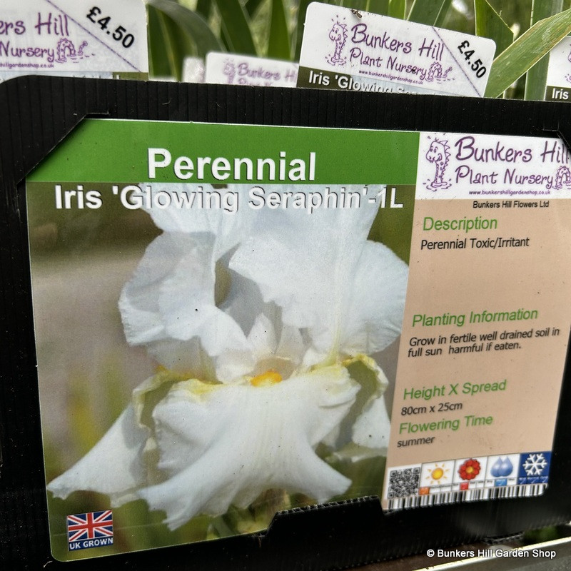 Iris 'Glowing Seraphin'-1L