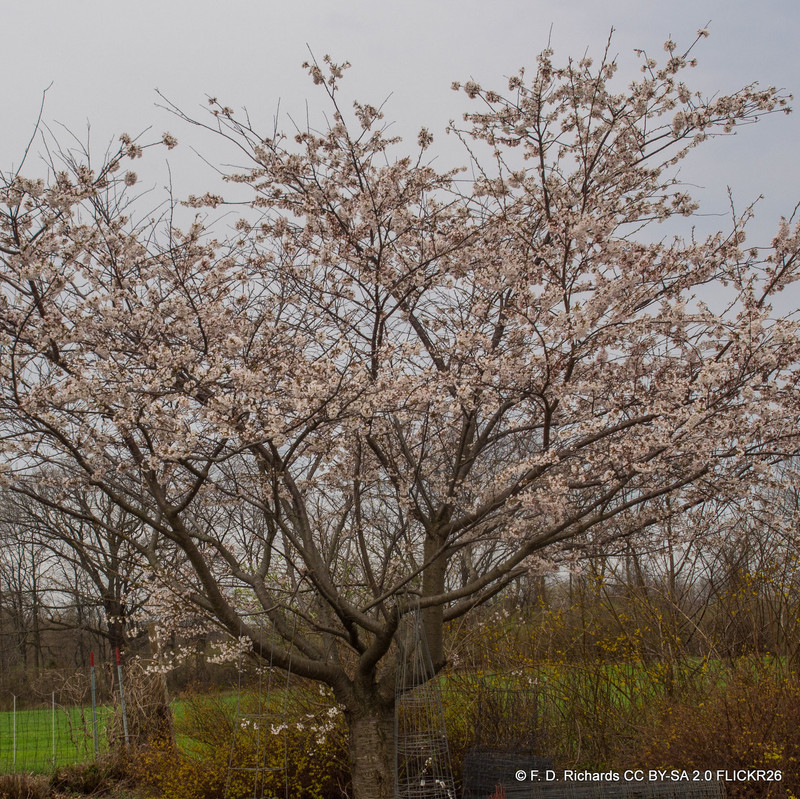 Prunus x yedoensis (Yoshino Cherry)BAREROOT