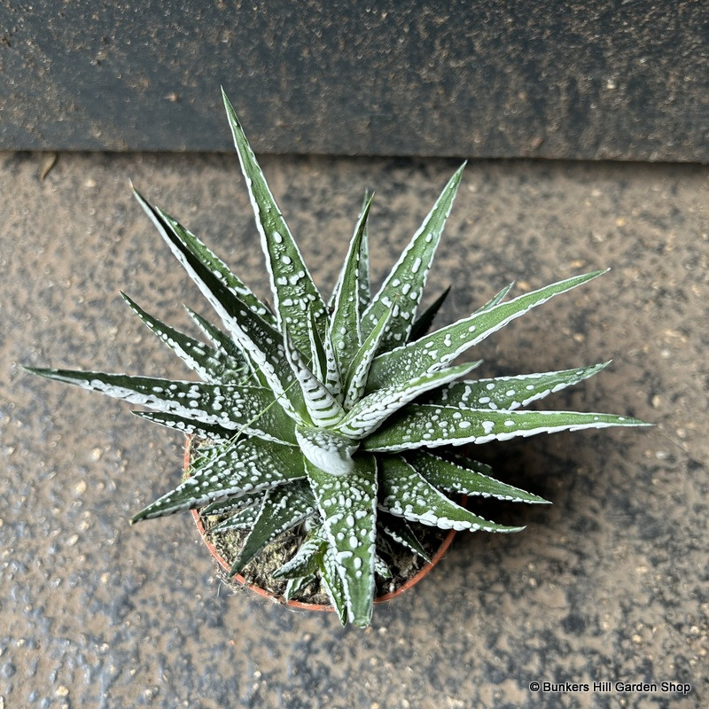 Haworthia alba (8cm)