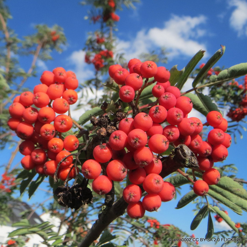 Sorbus aucuparia (Rowan) 125/150cm