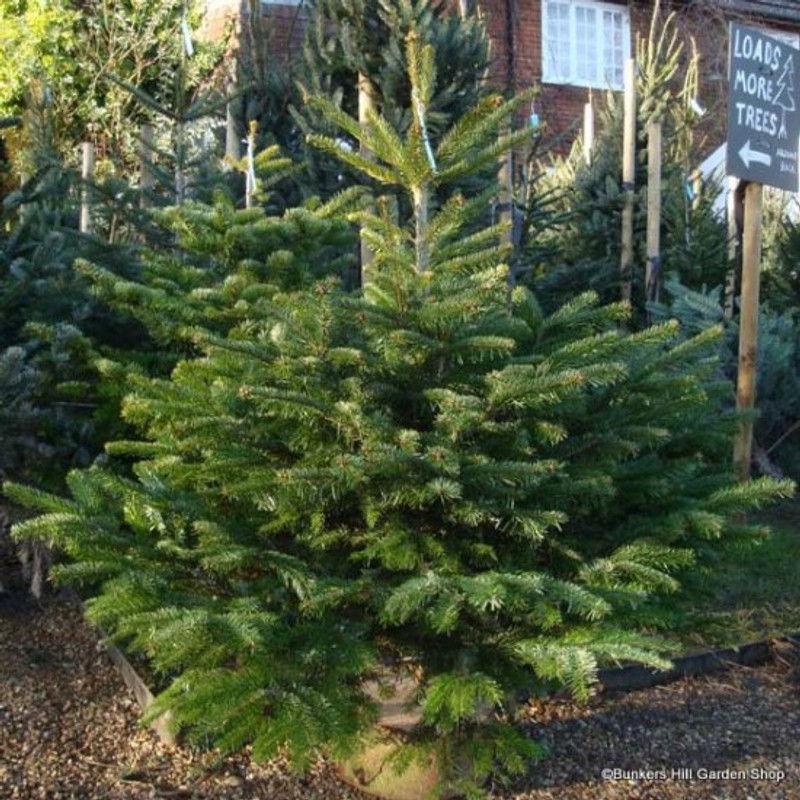 10 x Abies nordmanniana (Nordmann Fir) 25-30cm bare root