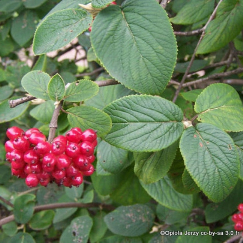 10 x Viburnum lantana (Wayfaring Tree) 40/60cm bare root