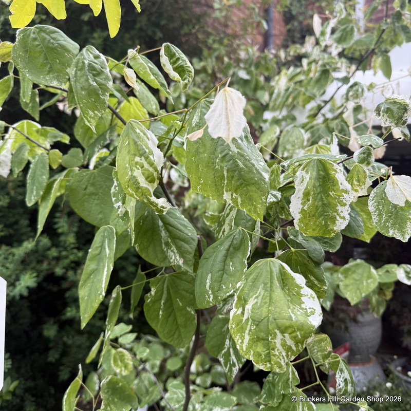 Cercis 'Alleycat'
