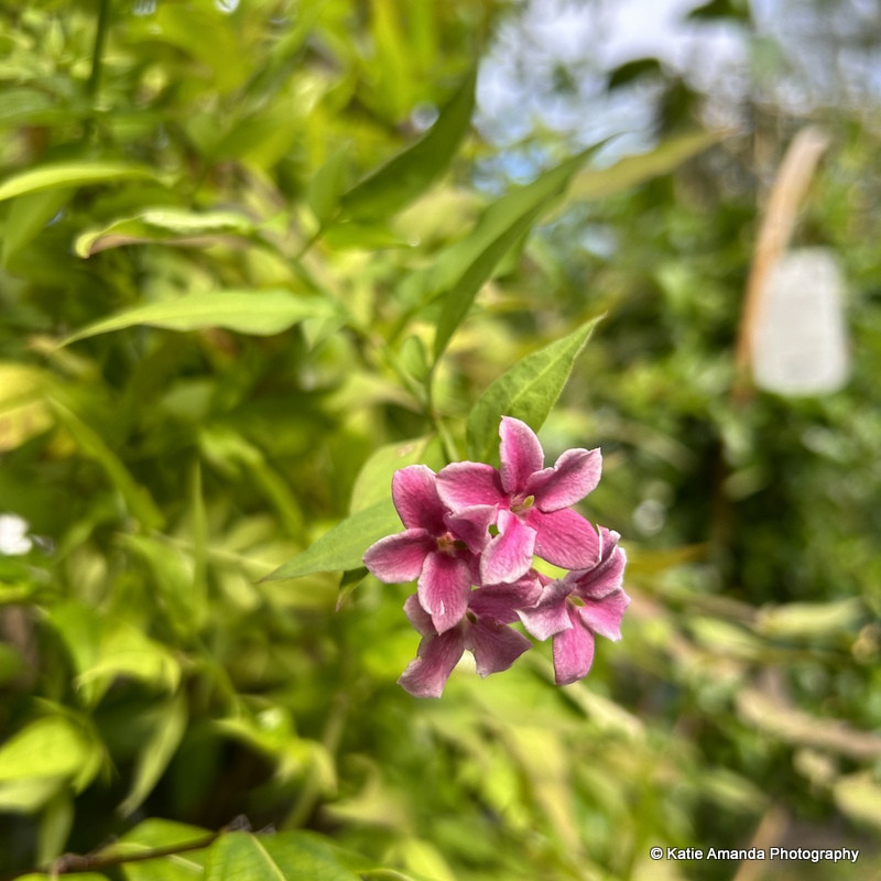 Jasminum 'Starry Starry Summer Scent' 4L