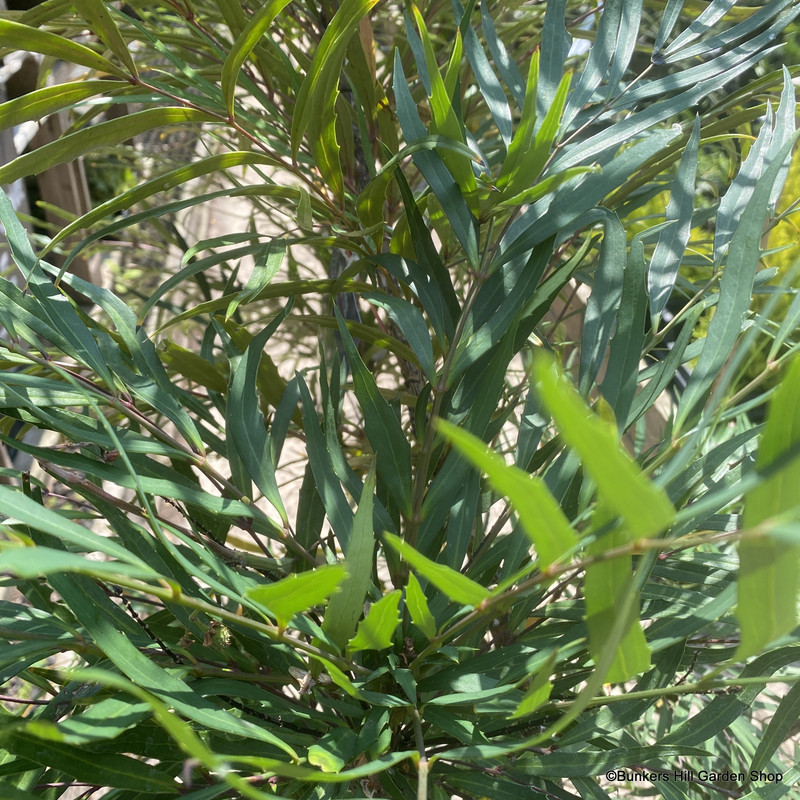 Mahonia eurybracteata 'Sweet Winter' - 3L