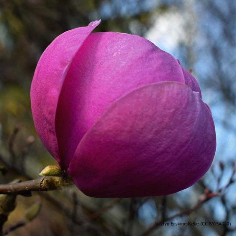 Magnolia x soulangeana 'Black Tulip' 15L