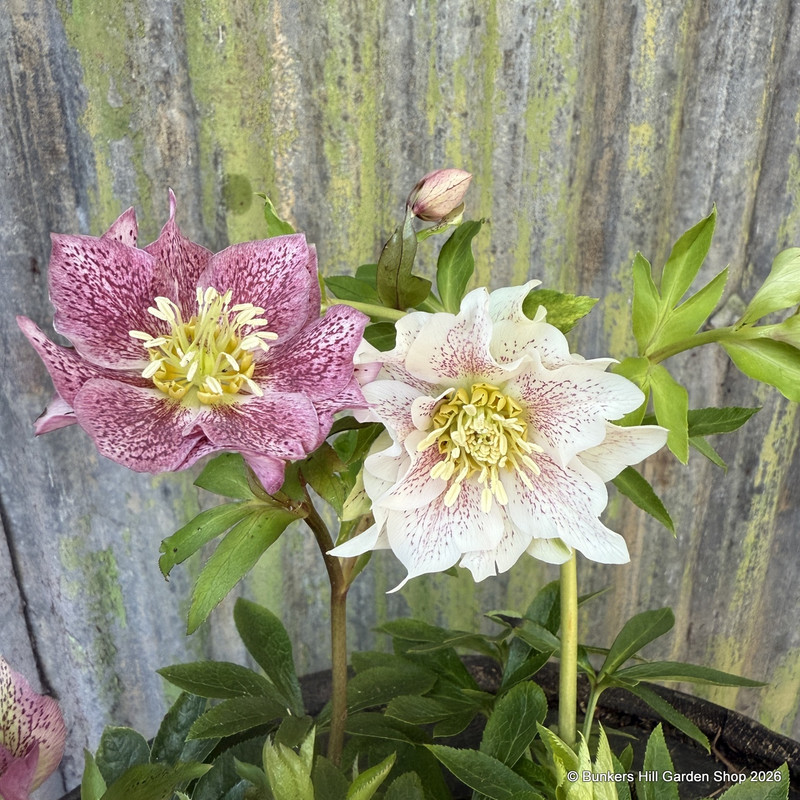 Helleborus orientalis (pinks and white mix)
