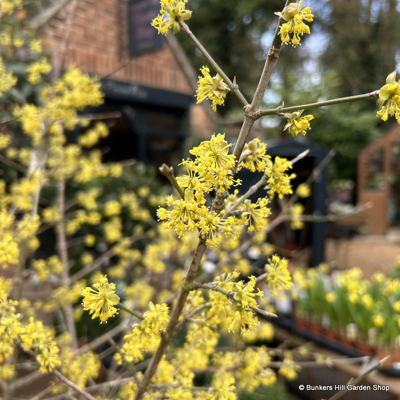 Cornus mas