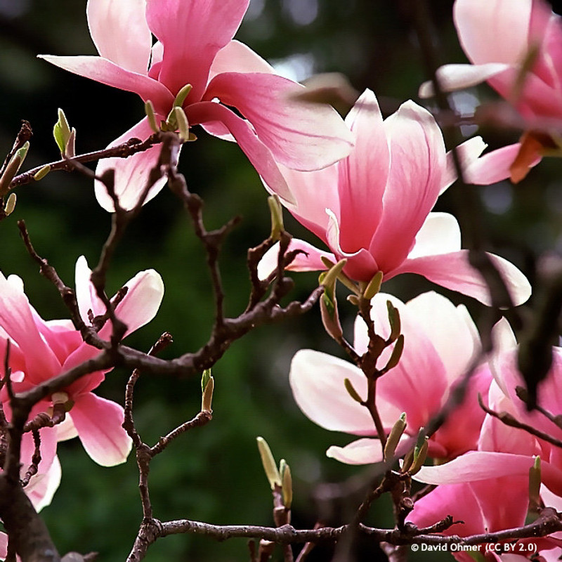 Magnolia 'Betty' 3L