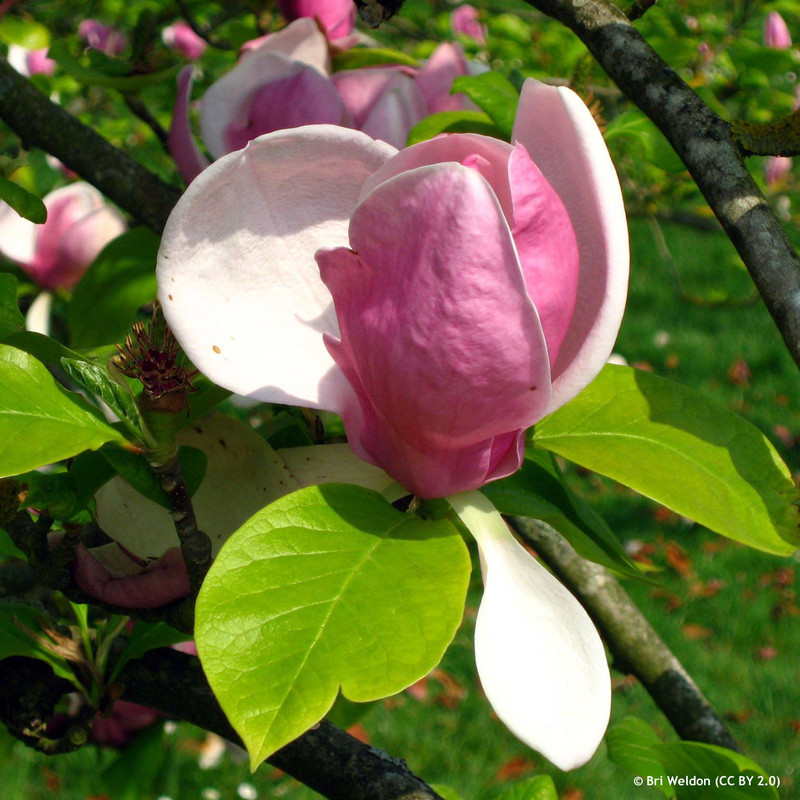 Magnolia soulangeana (2L)