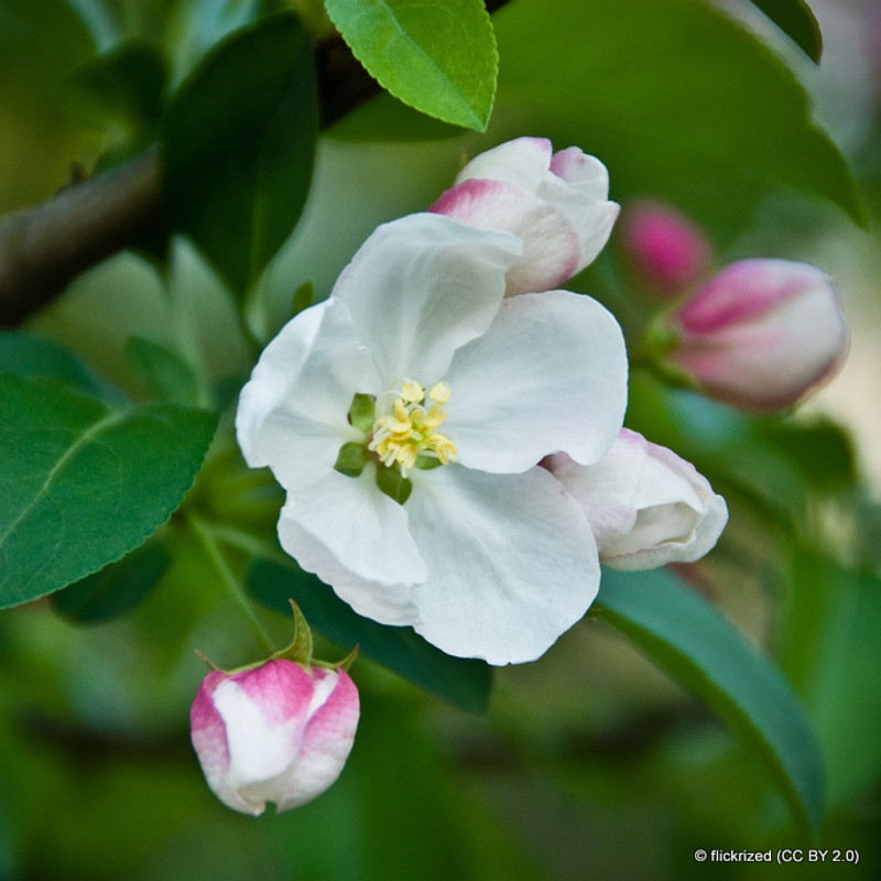 Malus 'Red Sentinel' Crab Apple (8/10cm)