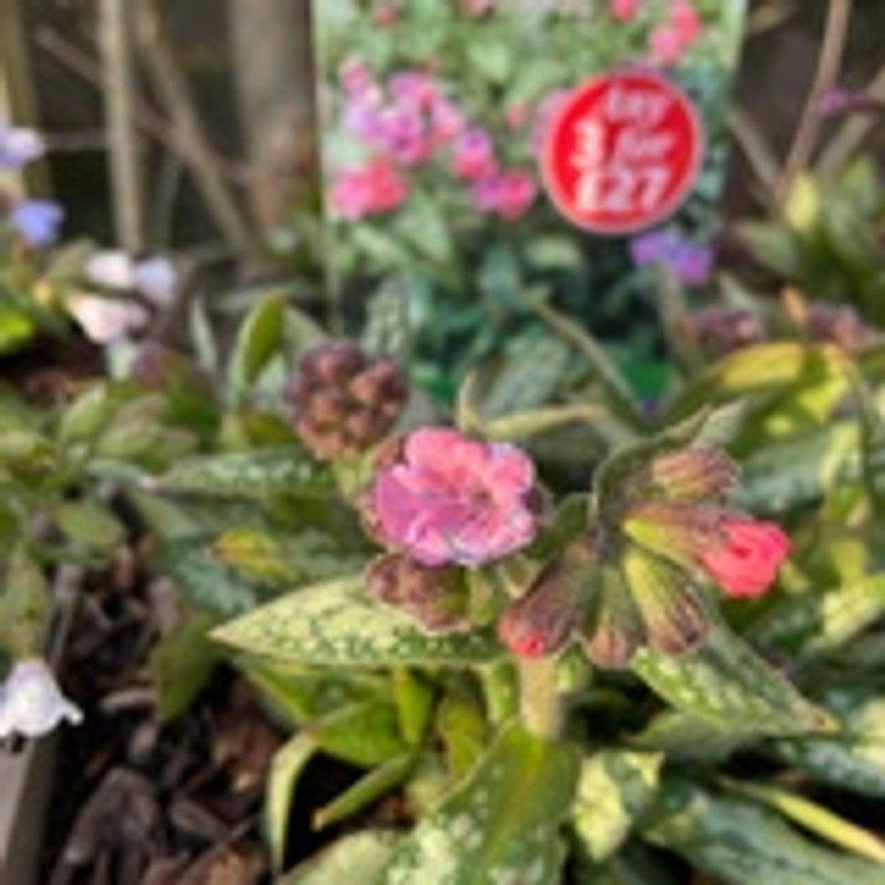 Pulmonaria 'Pretty in Pink'-1L