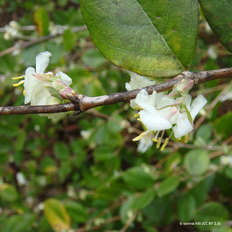 Lonicera fragrantissima (Winter Honeysuckle)  3L