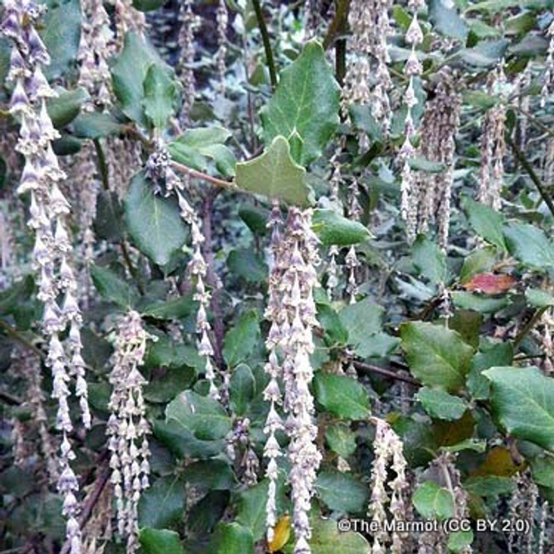 Garrya elliptica 'James Roof' -  2L